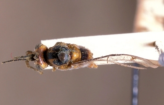 Pimplomorpha_trilineata_HOLOTYPE