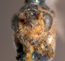 Pimplomorpha_trilineata_HOLOTYPE