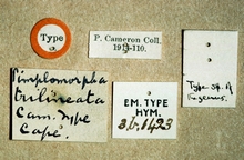 Pimplomorpha_trilineata_labels