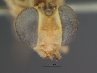 Pristomerus_albescens_HOLOTYPE