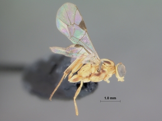 Pristomerus_albescens_HOLOTYPE