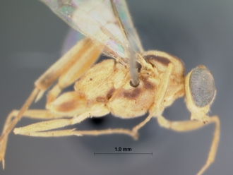 Pristomerus_albescens_HOLOTYPE
