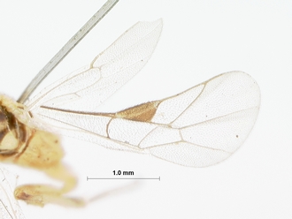 Pristomerus_albescens_HOLOTYPE