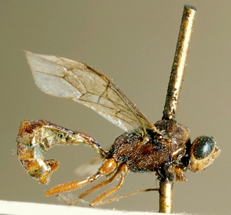 Ricrena_pallidipennis_HOLOTYPE