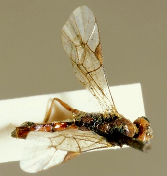 Ricrena_pallidipennis_HOLOTYPE