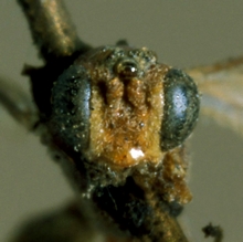 Ricrena_pallidipennis_HOLOTYPE