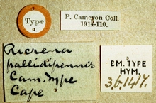 Ricrena_pallidipennis_labels