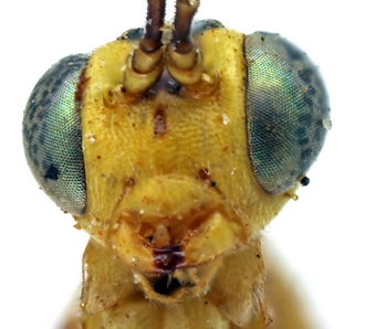 Temelucha talibarti face