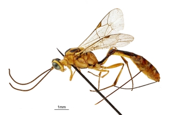Temelucha talibarti habitus