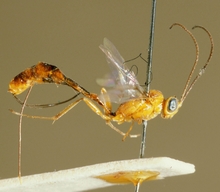 Temelucha_basiornata_HOLOTYPE