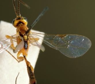 Temelucha_basiornata_HOLOTYPE