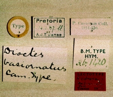 Temelucha_basiornata_labels