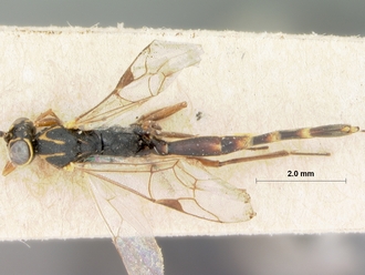 Trathala_cypete_HOLOTYPE