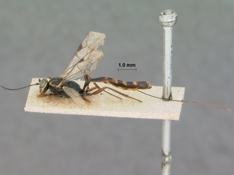 Trathala_cypete_HOLOTYPE