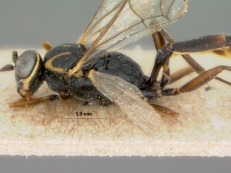 Trathala_cypete_HOLOTYPE