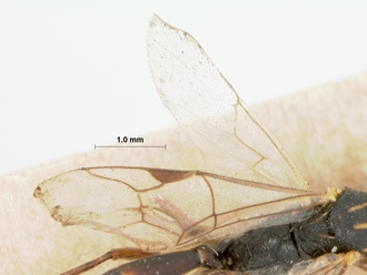 Trathala_cypete_HOLOTYPE