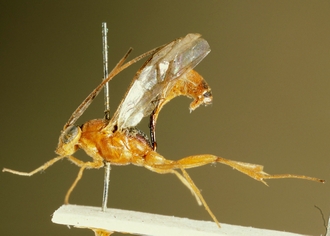 Trathala_flaviceps_HOLOTYPE