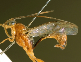 Trathala_flaviceps_HOLOTYPE