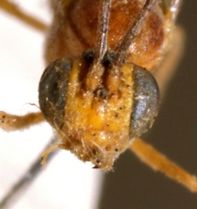 Trathala_flaviceps_HOLOTYPE