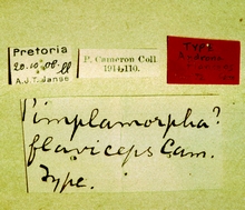 Trathala_flaviceps_labels