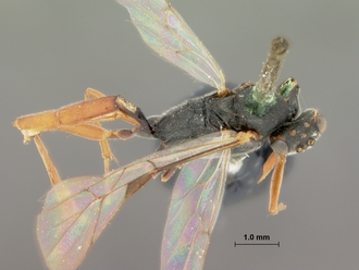 Trathala_melanostomum_HOLOTYPE