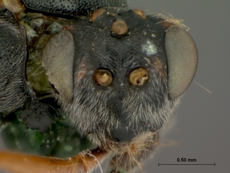 Trathala_melanostomum_HOLOTYPE