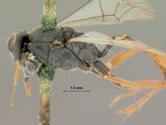 Trathala_melanostomum_HOLOTYPE