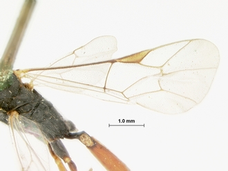 Trathala_melanostomum_HOLOTYPE