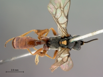 Aptesis_rufigastra_HT_male_habitus_dorsal