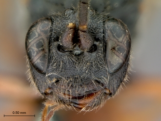 Aptesis_rufigastra_HT_male_head_frontal