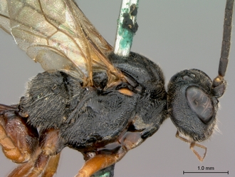 Aptesis_rufigastra_HT_male_head_mesosoma_lateral