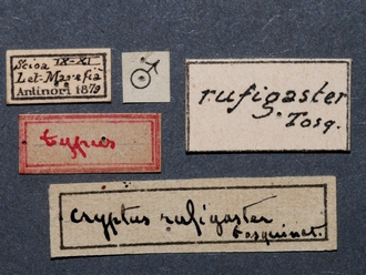 Aptesis_rufigastra_HT_male_labels