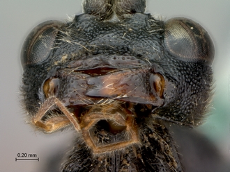 Aptesis_rufigastra_HT_male_mandibles