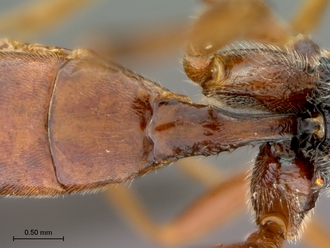 Aptesis_rufigastra_HT_male_petiole_dorsal