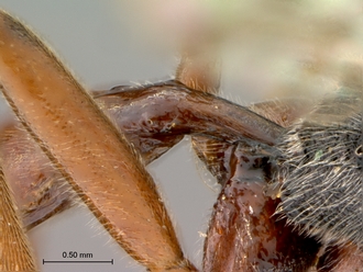 Aptesis_rufigastra_HT_male_petiole_lateral