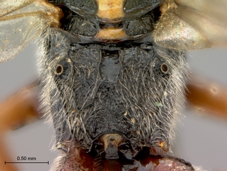 Aptesis_rufigastra_HT_male_propodeum