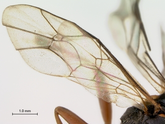 Aptesis_rufigastra_HT_male_wings