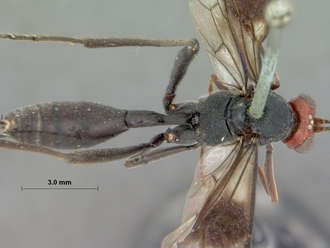 Coccygodes_ruficeps_HOLOTYPE