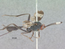 Coccygodes_ruficeps_HOLOTYPE