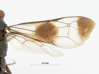 Coccygodes_ruficeps_HOLOTYPE