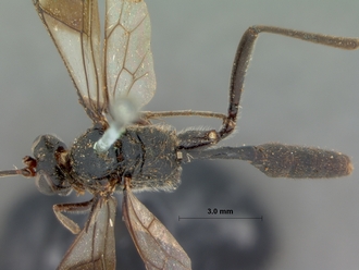 Coccygodes_erythrostomus_HOLOTYPE