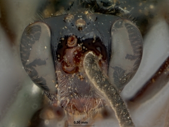 Coccygodes_erythrostomus_HOLOTYPE