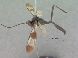 Coccygodes_erythrostomus_HOLOTYPE
