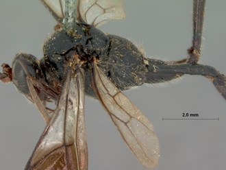 Coccygodes_erythrostomus_HOLOTYPE