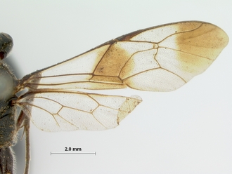 Coccygodes_erythrostomus_HOLOTYPE