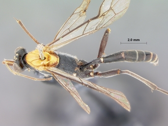 Ceratocryptus_bifrontalis_HOLOTYPE