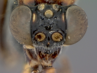 Ceratocryptus_bifrontalis_HOLOTYPE