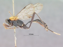 Ceratocryptus_bifrontalis_HOLOTYPE