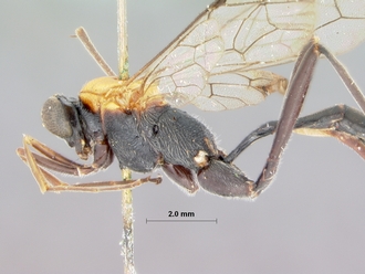 Ceratocryptus_bifrontalis_HOLOTYPE