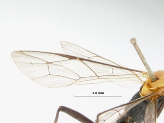 Ceratocryptus_bifrontalis_HOLOTYPE